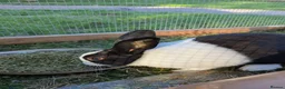Dutch rabbits for sale: Black Dutch Buck Rabbit - Advert 3