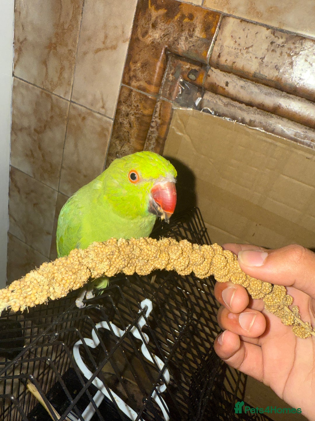 Ringnecks birds for sale: Green ring neck parrot - Image 4