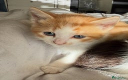 Mixed Breed cats for sale: 2 male kittens - Image 9