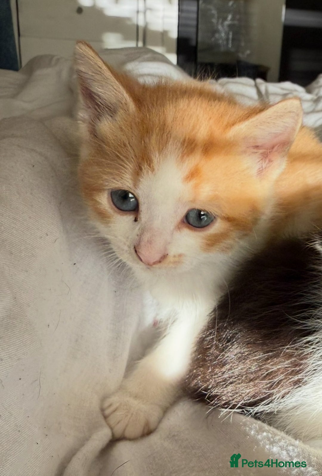 Mixed Breed cats for sale: 2 male kittens - Image 9