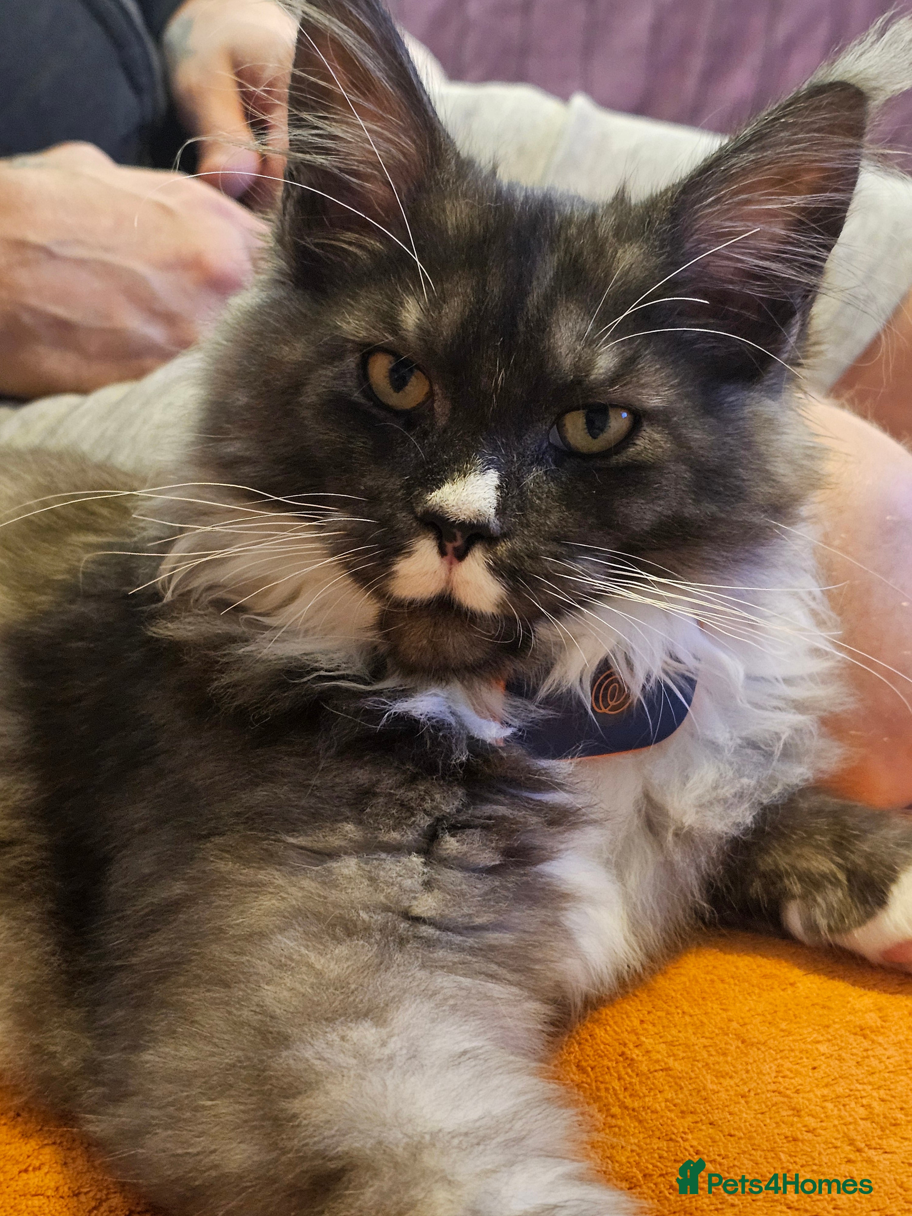 Maine Coon cats Purebred Maine Coon - Advert 10