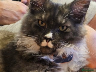 Maine Coon cats Purebred Maine Coon - Advert 11