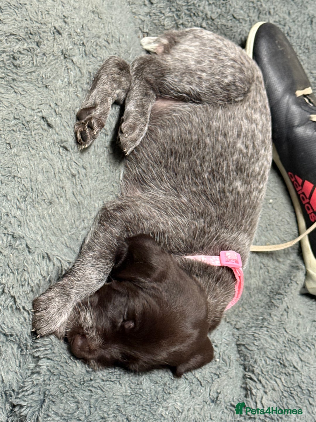 German Wirehaired Pointer dogs for sale: German Wirehaired puppies for sale  - Advert 5