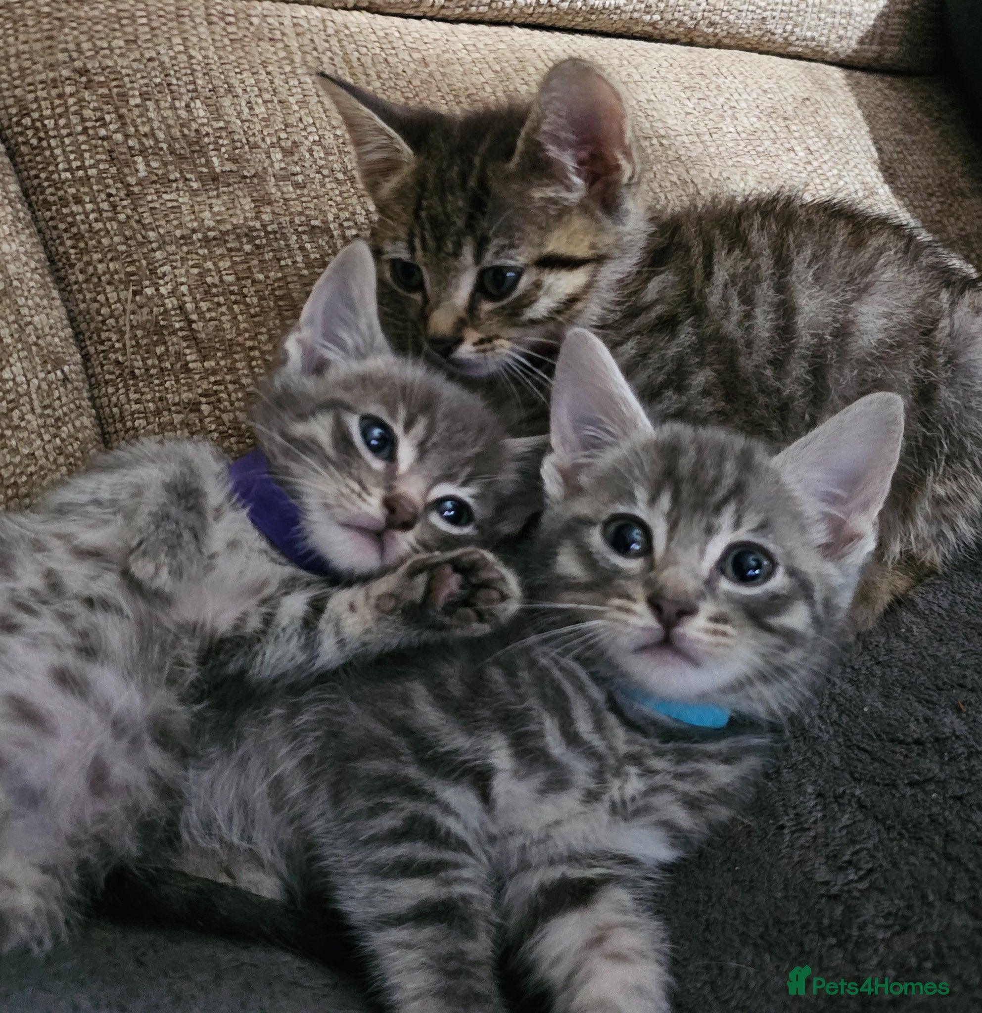 Mixed Breed cats Adorable Grey kittens for sale  - Advert 6