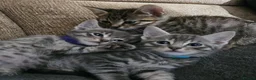 Mixed Breed cats for sale: Adorable Grey kittens for sale  - Advert 1