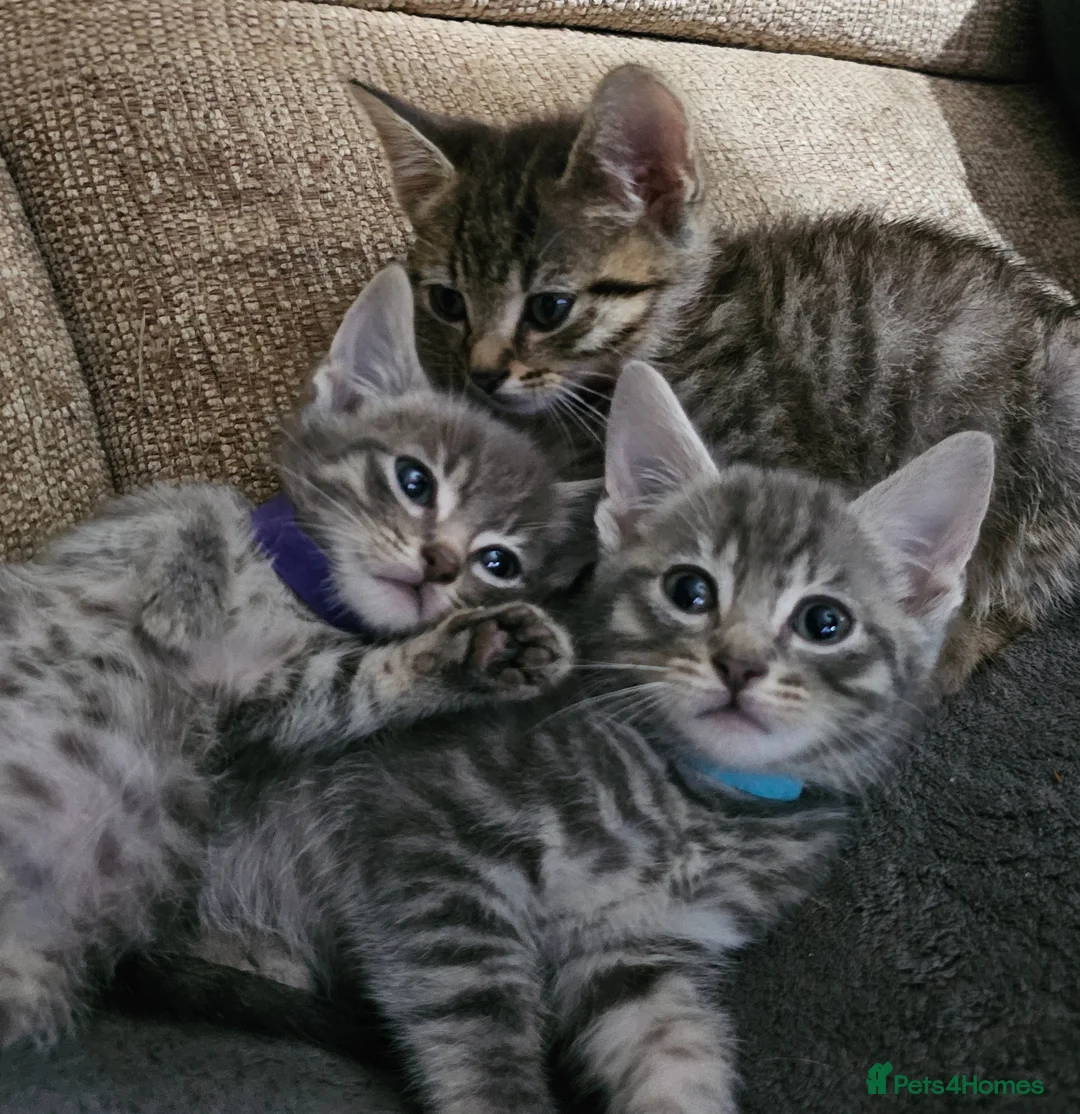 Mixed Breed cats for sale: Adorable Grey kittens for sale  - Advert 1