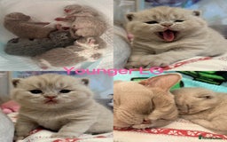 British Shorthair cats for sale: 💙GCCF BSH Kittens🩷 - Image 9