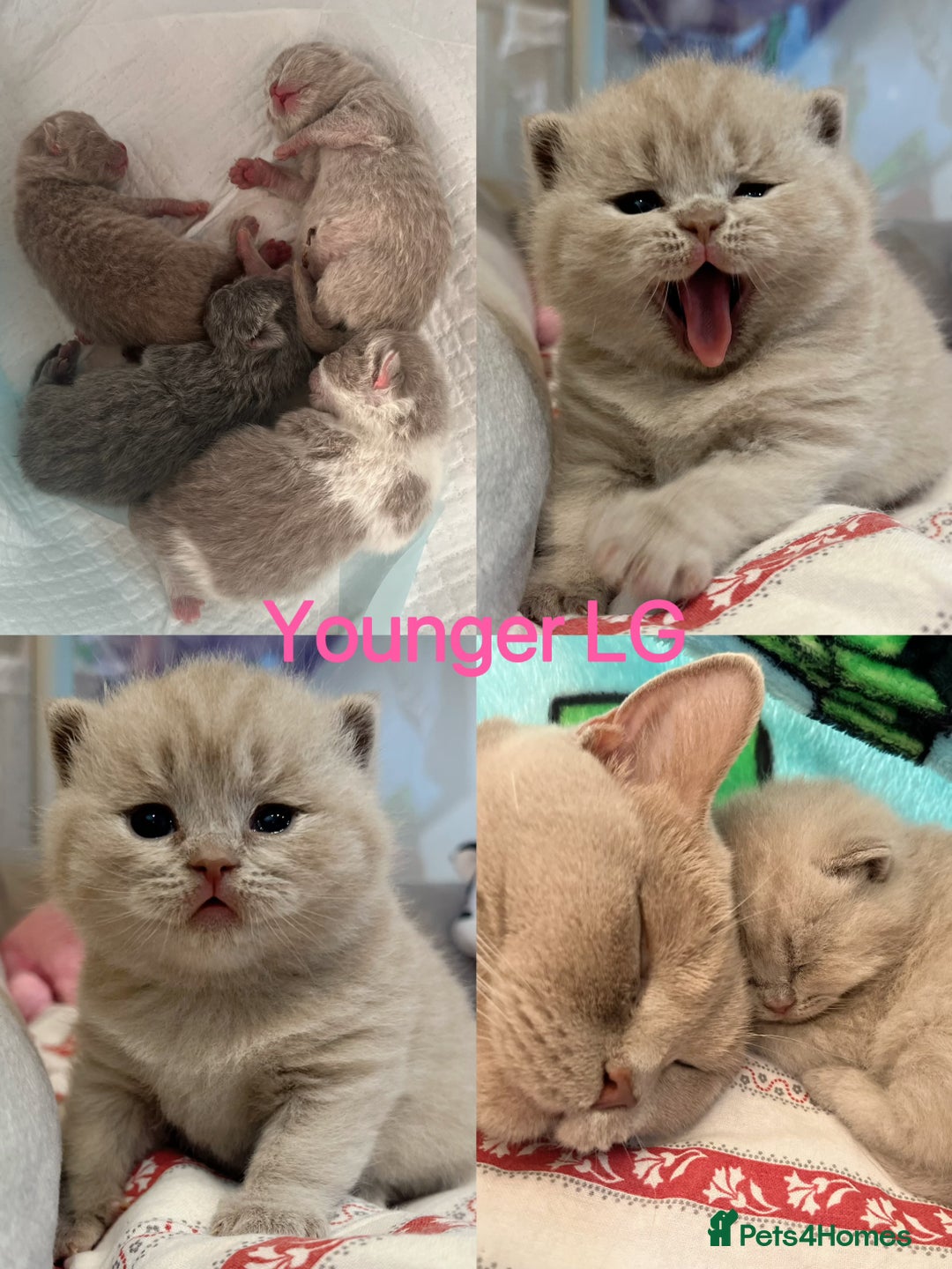 British Shorthair cats for sale: 💙GCCF BSH Kittens🩷 - Image 9