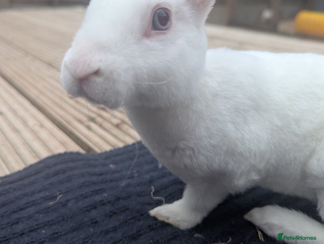 Rex rabbits for sale: Mini rex rabbit for sale - Image 19