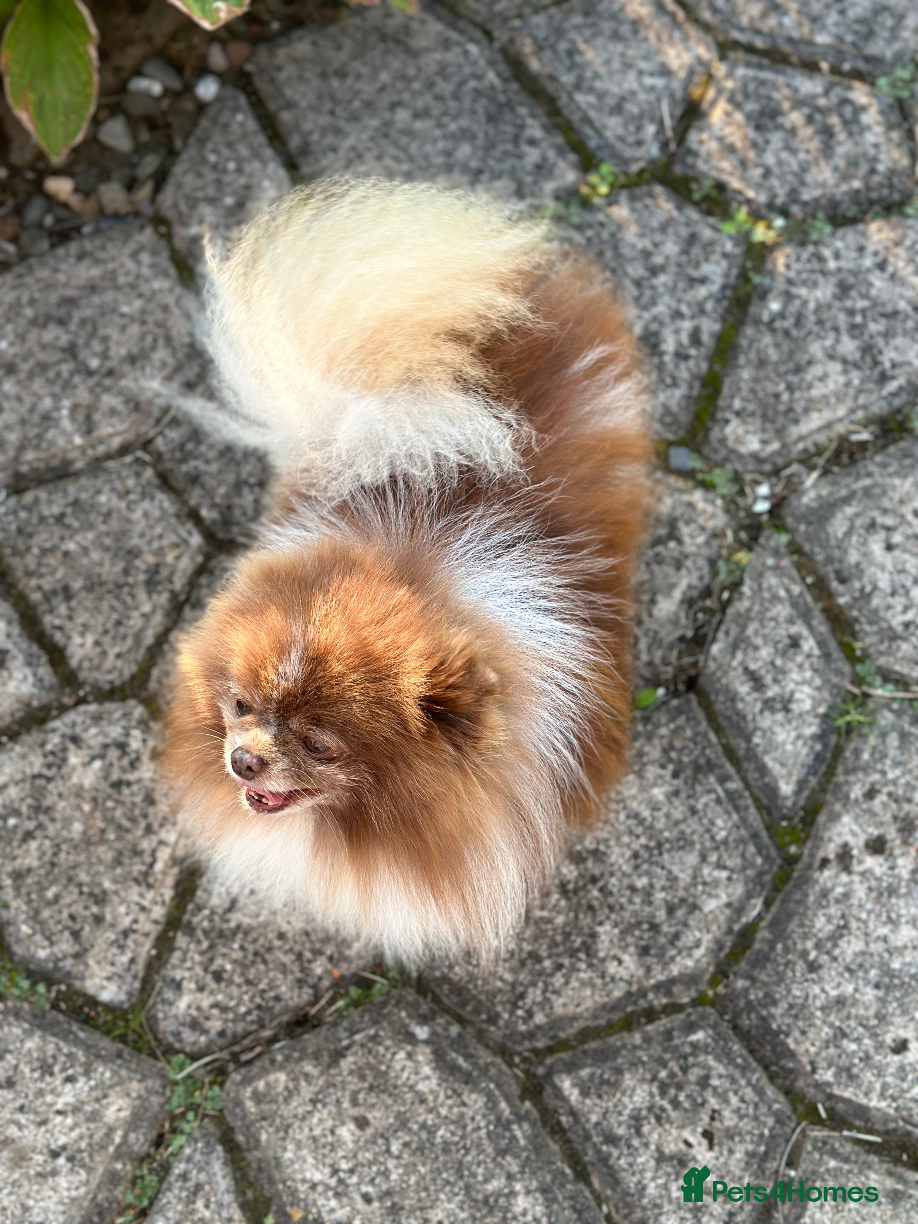 Pomeranian dogs Short and compact chocolate party colour boy in Lanark - Advert 8