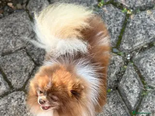 Pomeranian dogs Short and compact chocolate party colour boy in Lanark - Advert 23