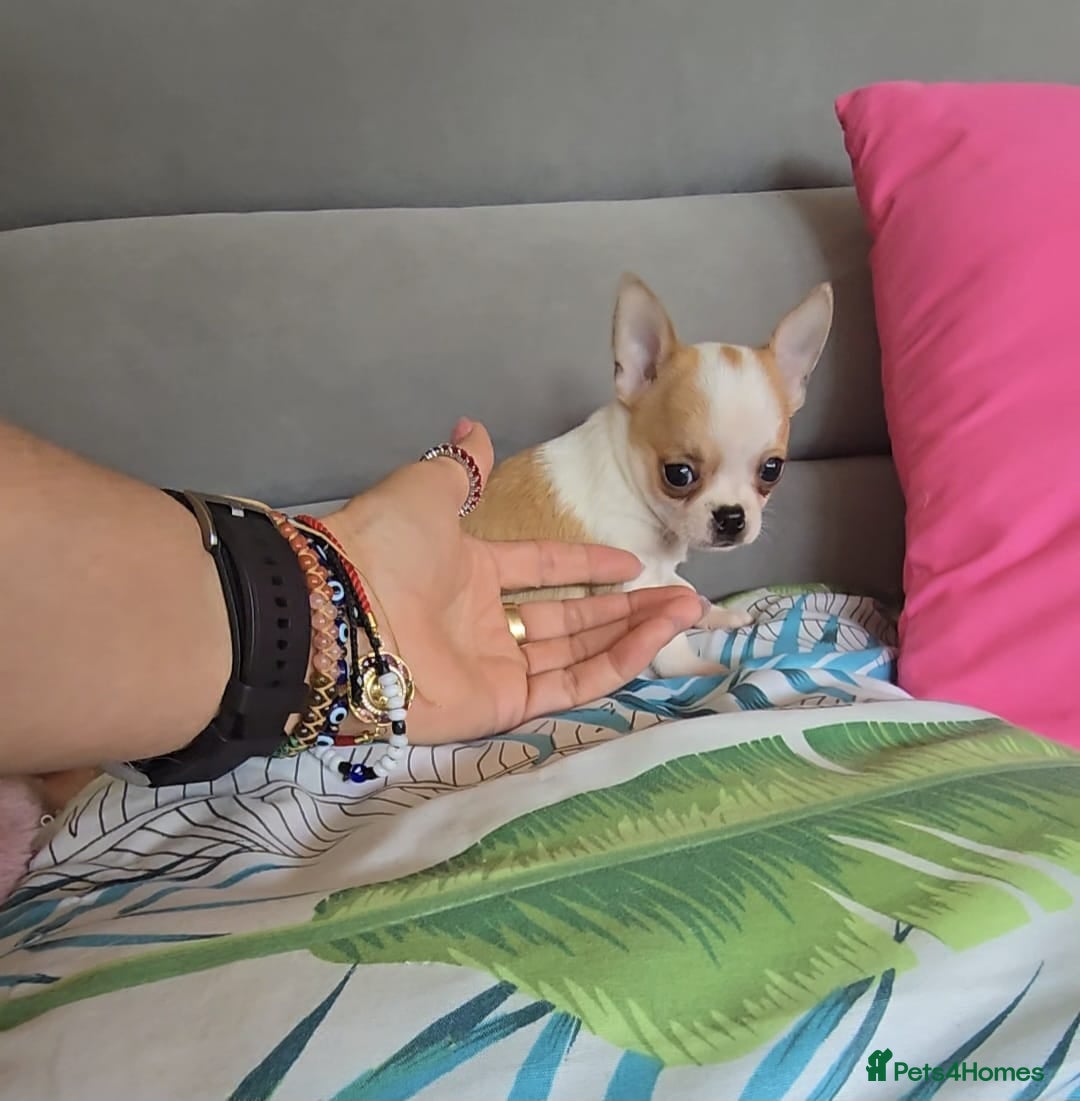 Chihuahua dogs for sale: Beautiful Tiny Chihuahua puppies  - Image 15