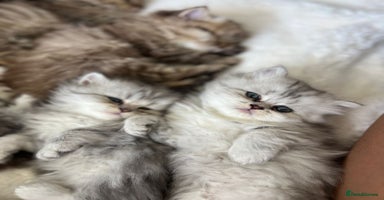Persian cats - Advert 2