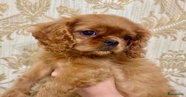 Cavalier King Charles Spaniel dogs - Advert 13