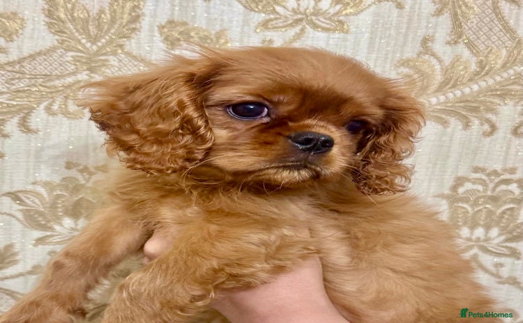 Cavalier King Charles Spaniel dogs - Advert 3
