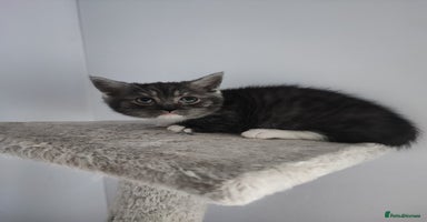 Munchkin cats - Advert 5