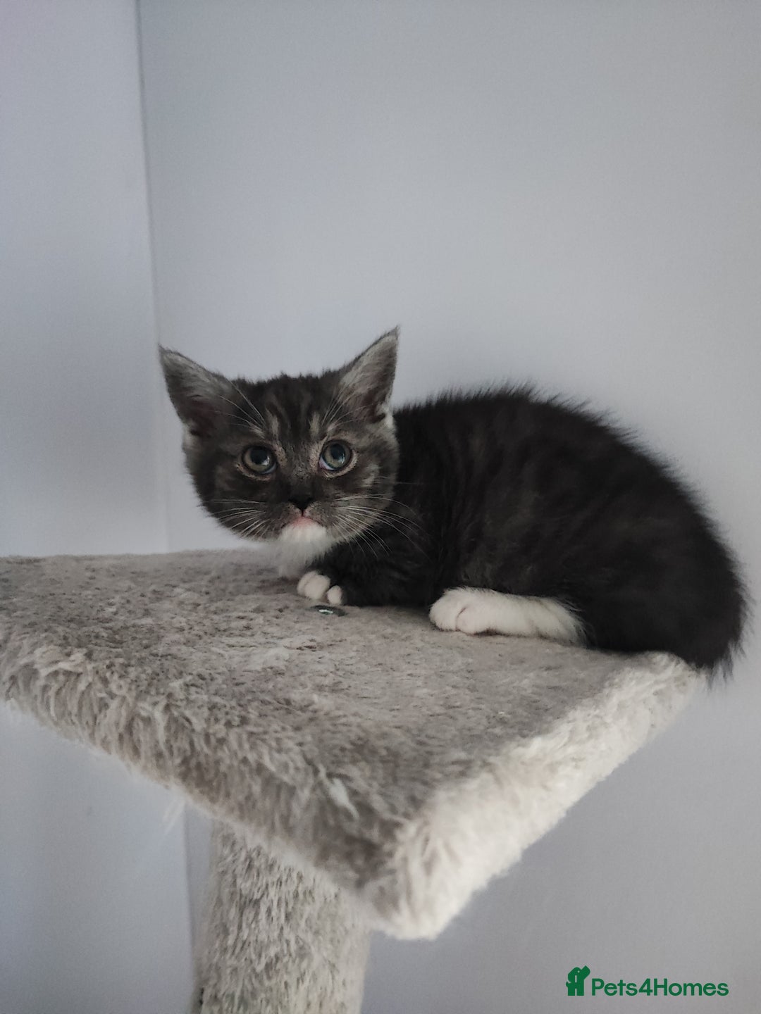 Munchkin cats for sale: Munchkin x Devon rex  - Advert 2