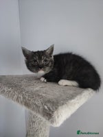 Munchkin cats Munchkin x Devon rex - Advert 2