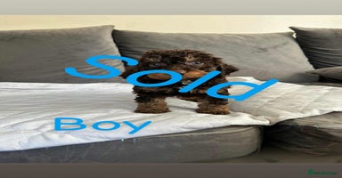 Cockapoo dogs - Advert 3