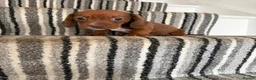 Dachshund dogs for sale: 🐾 Gorgeous Mini Dachshund Puppies 1 Boy & 1 Girl  - Advert 10