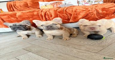 French Bulldog dogs - Advert 3