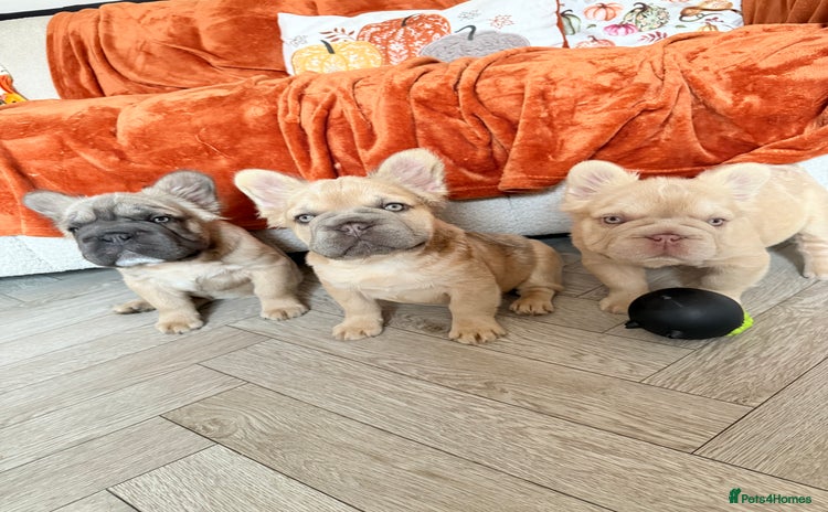French Bulldog dogs - Advert 6