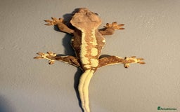 Gecko reptiles for sale: Crested Geckos - Various morphs - Ready to go - Advert 11