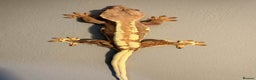 Gecko reptiles for sale: Crested Geckos - Various morphs - Ready to go - Advert 11