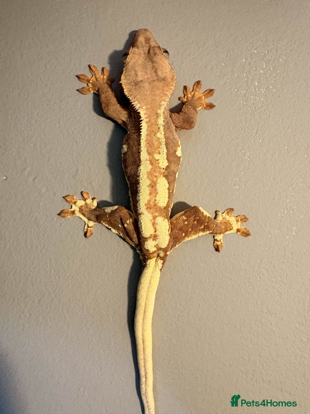 Gecko reptiles for sale: Crested Geckos - Various morphs - Ready to go - Advert 11