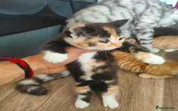 Mixed Breed cats for sale: MaineCoon Mixed Kittens For Sale  - Image 7