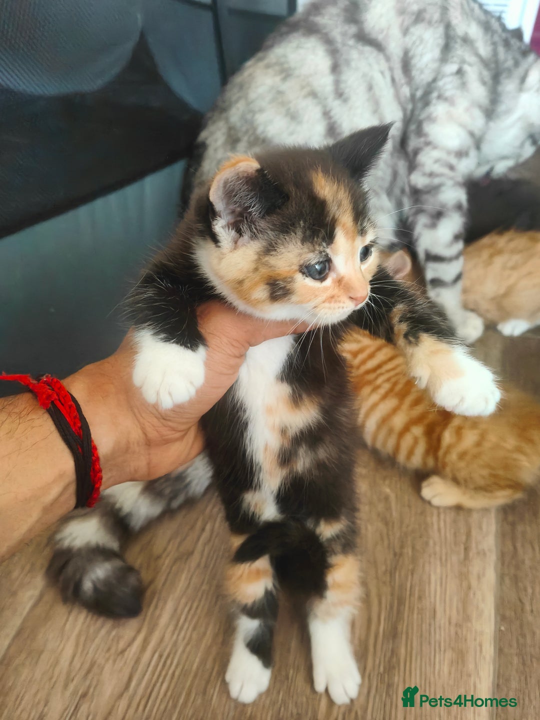 Mixed Breed cats for sale: MaineCoon Mixed Kittens For Sale  - Image 7