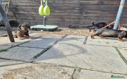 Mixed Breed dogs for sale: Wire Haired Daschund x Rottweiler  - Image 4