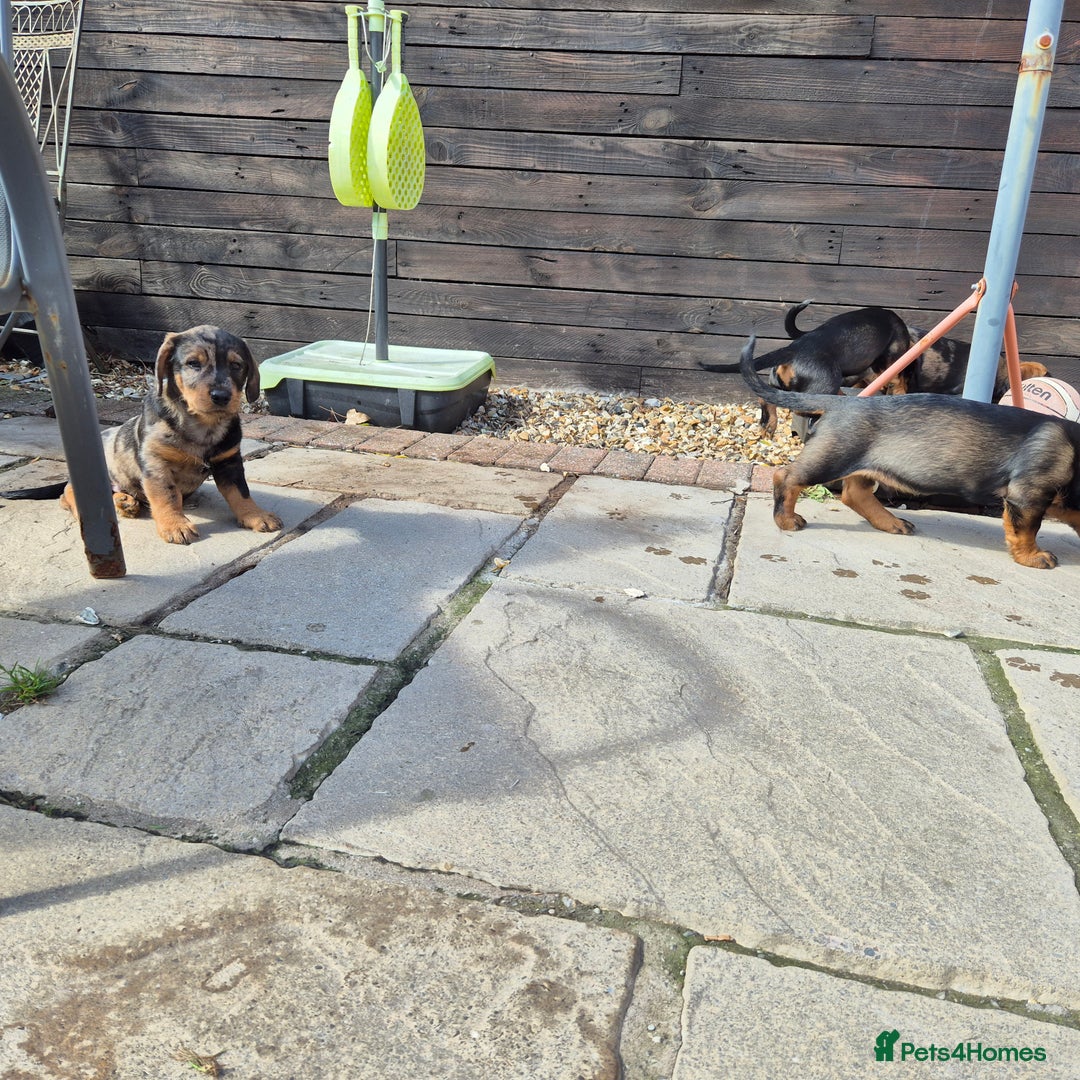 Mixed Breed dogs for sale: Wire Haired Daschund x Rottweiler  - Image 4