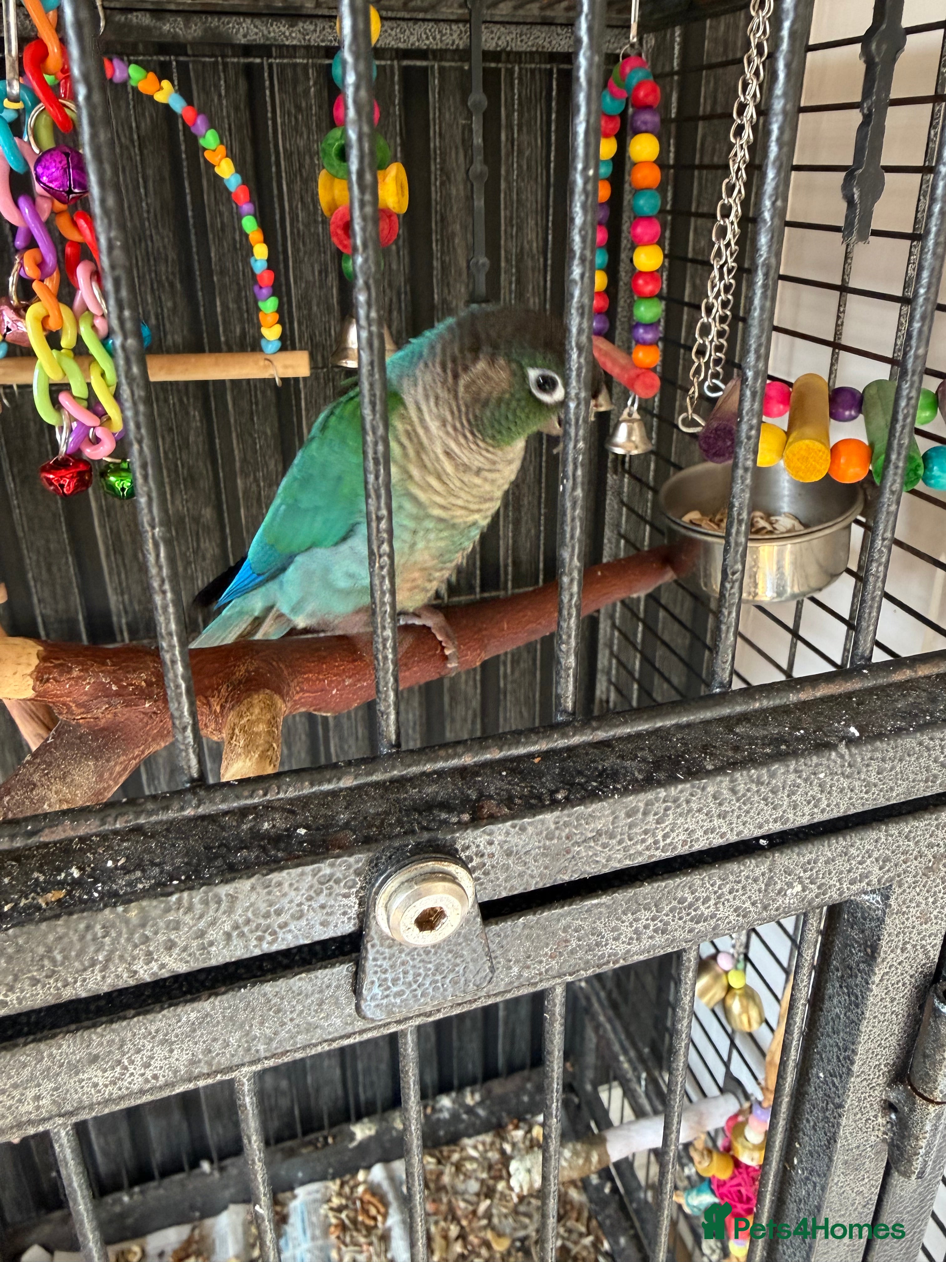 Conures birds Need to rehome in Hornsea - Advert 1