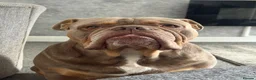 Olde English Bulldogge dogs for stud: Proven Olde English bulldogge for stud  - Advert 1