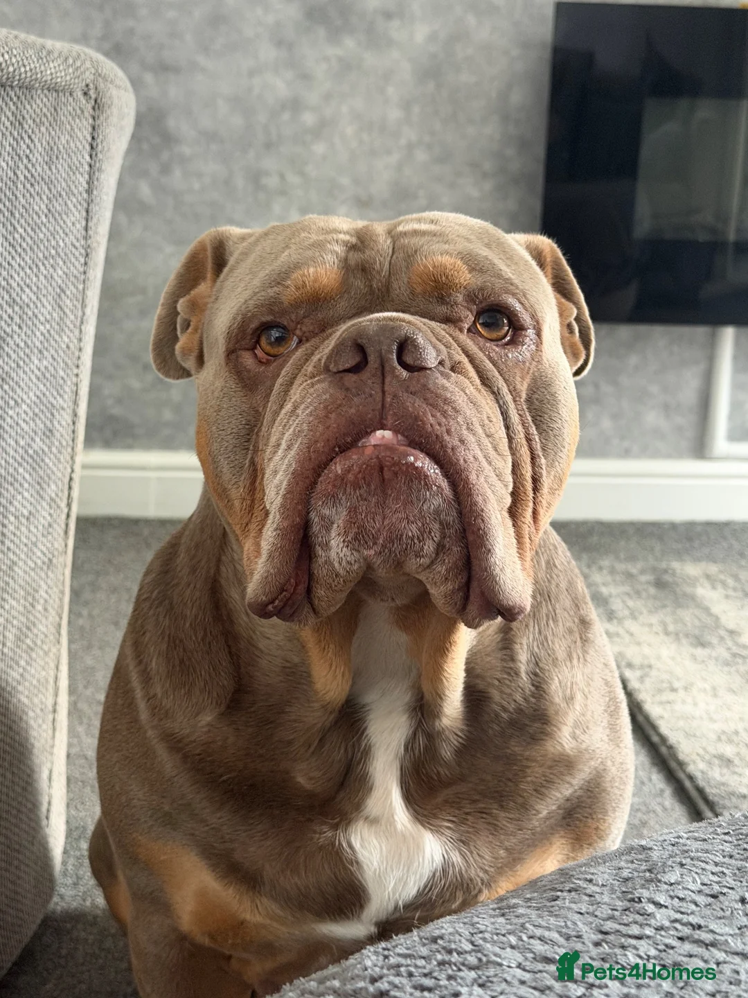 Olde English Bulldogge dogs for stud: Proven Olde English bulldogge for stud  - Advert 1