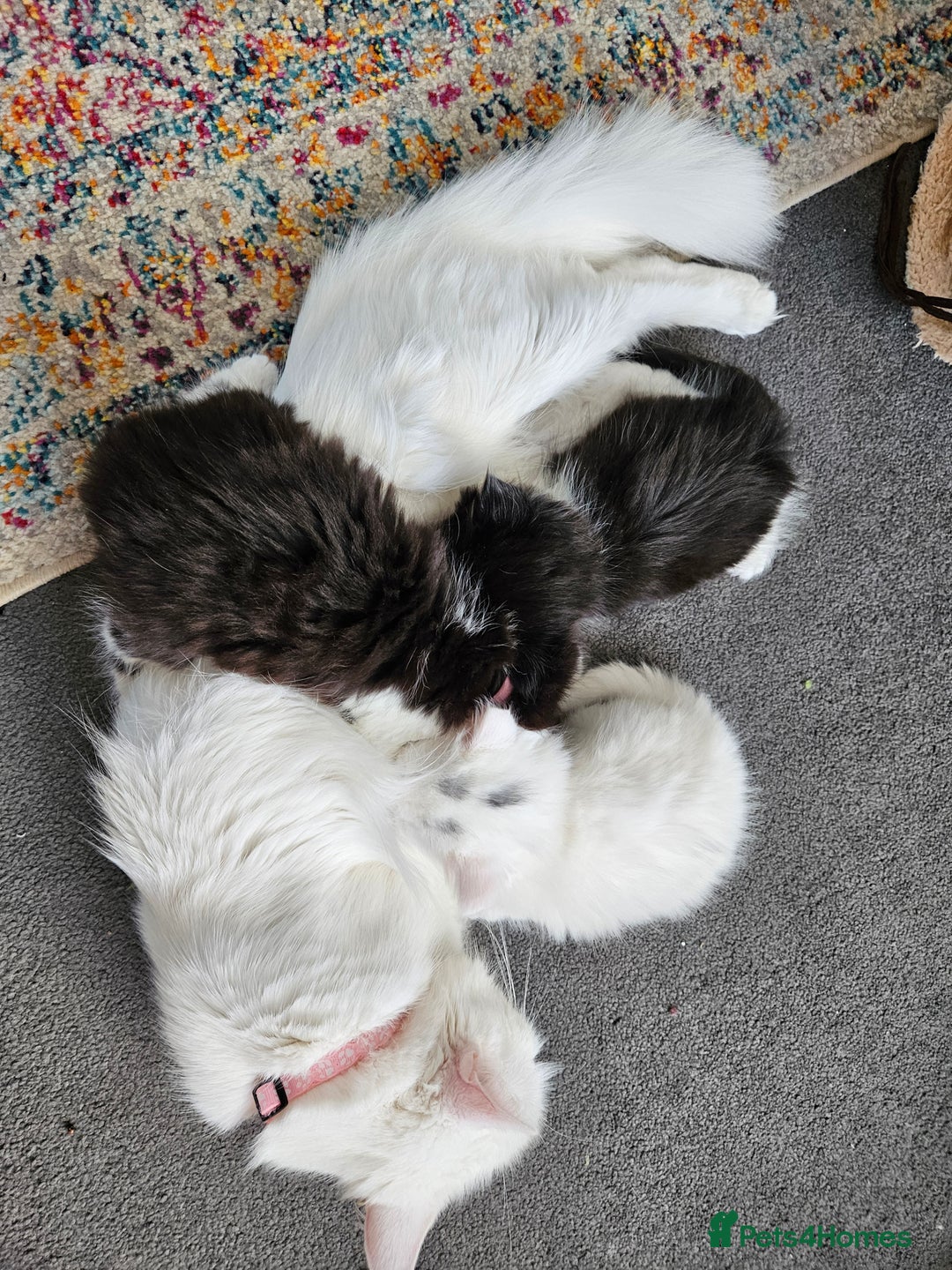 Turkish Angora cats for sale: Turkish Angora cross breed kittens - Advert 4