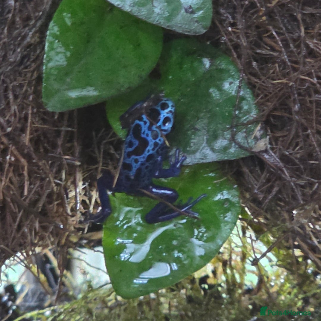 Frog reptiles for sale: Bioactive Dart Frog Vivarium – Azure Tinctorius - Advert 1