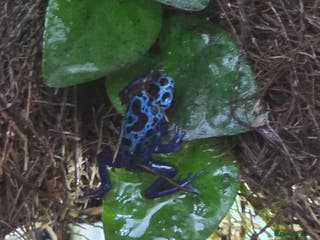 Frog reptiles Bioactive Dart Frog Vivarium – Azure Tinctorius - Advert 4