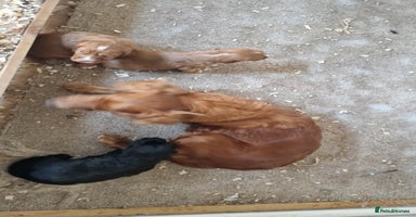 Cocker Spaniel dogs - Advert 3