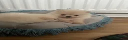 Pomeranian dogs for sale: Beautiful Pomeranian Puppies – 2 Girls & 1 Boy – - Advert 8