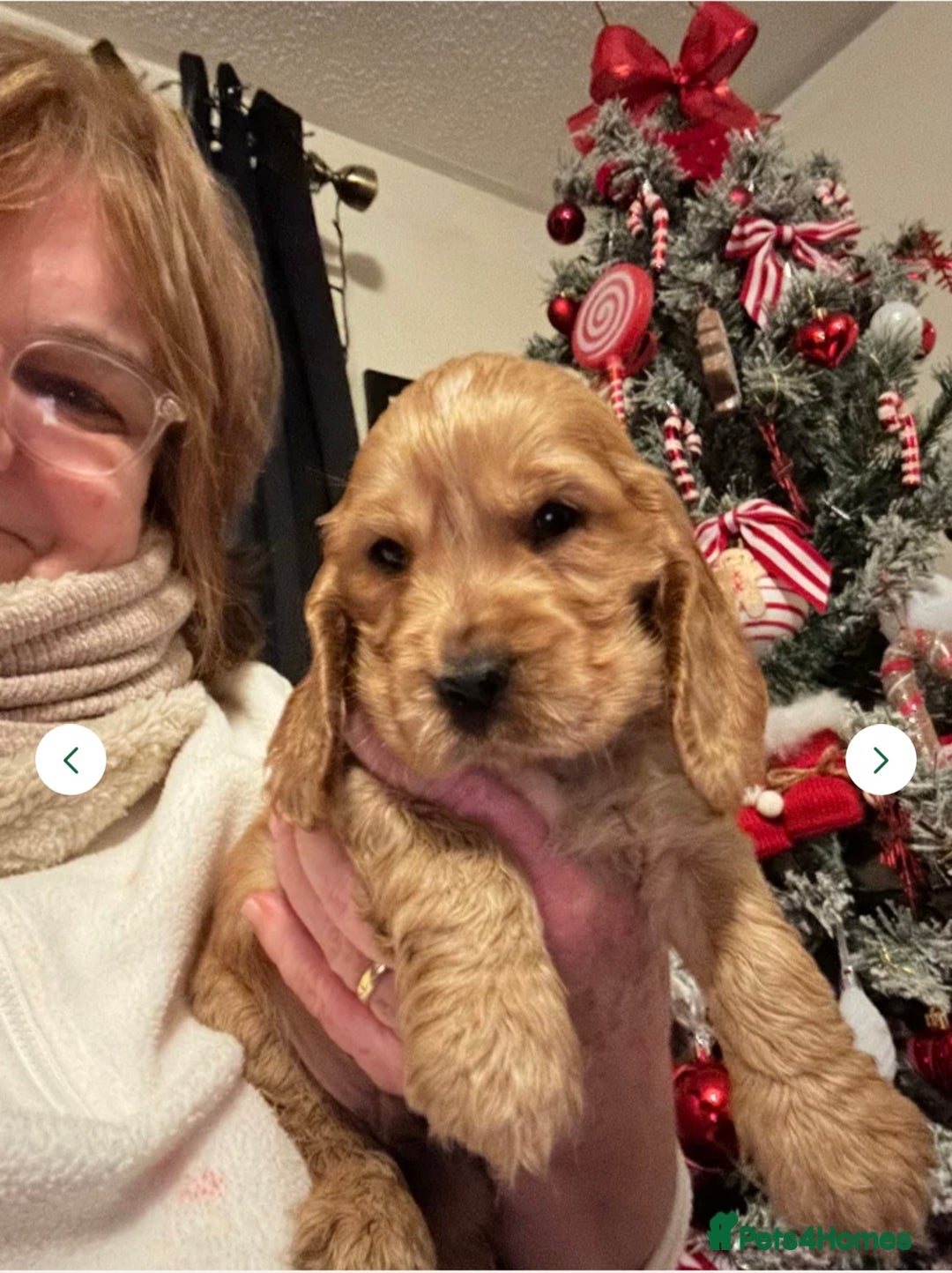 Cocker Spaniel dogs for sale: KC Golden Show Cocker Spaniel  READY TO GO! - Advert 1