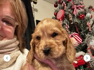 Cocker Spaniel dogs READY TO GO!!! KC Golden Show Cocker Spaniel - Advert 14