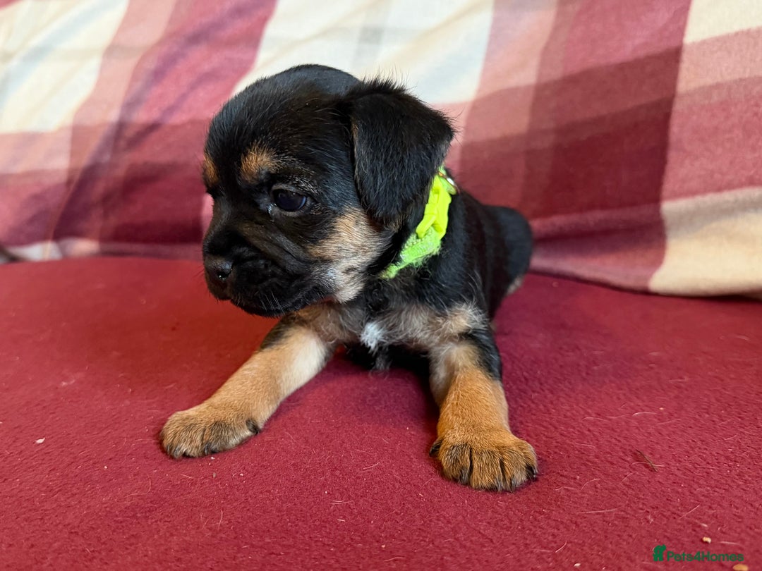 Border Terrier dogs for sale: Beautiful Border Terrier Puppies😍 - Advert 9