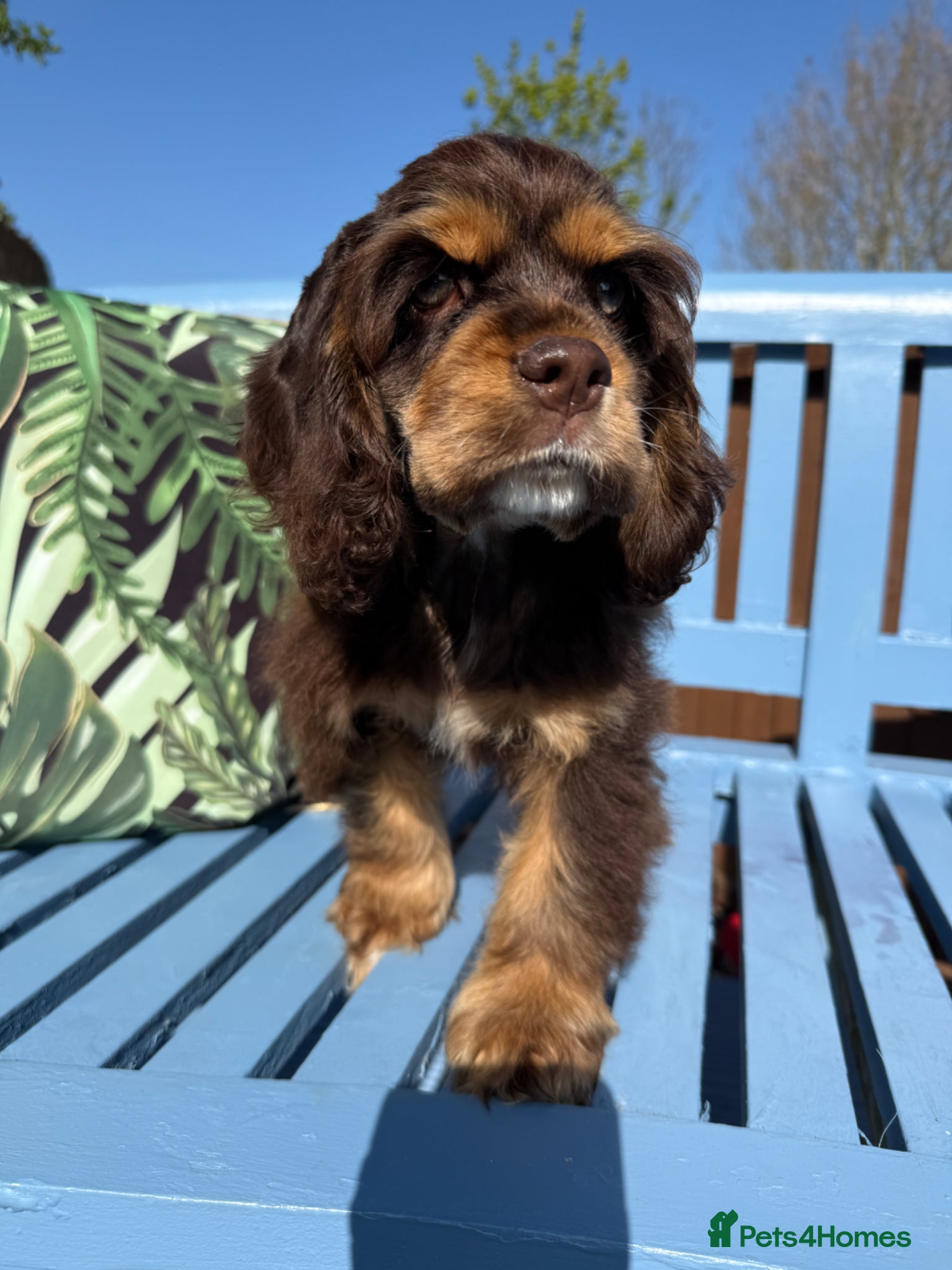 American Cocker Spaniel dogs KC reg. pure American Cocker Spaniel puppies  - Advert 2