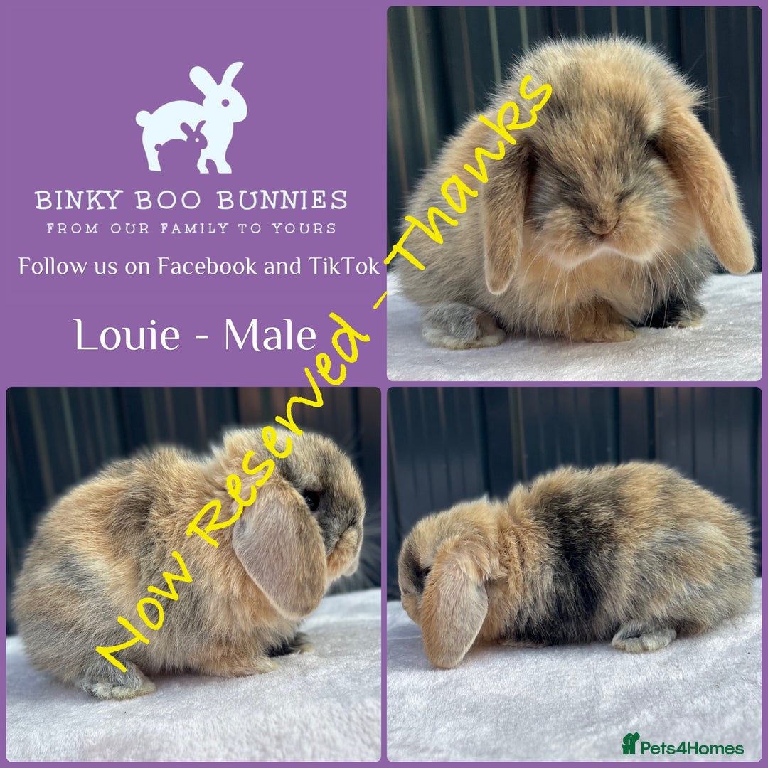 Mini Lop rabbits for sale: Mini Lop Babies - 5 weeks old - Reserve Now - Image 7