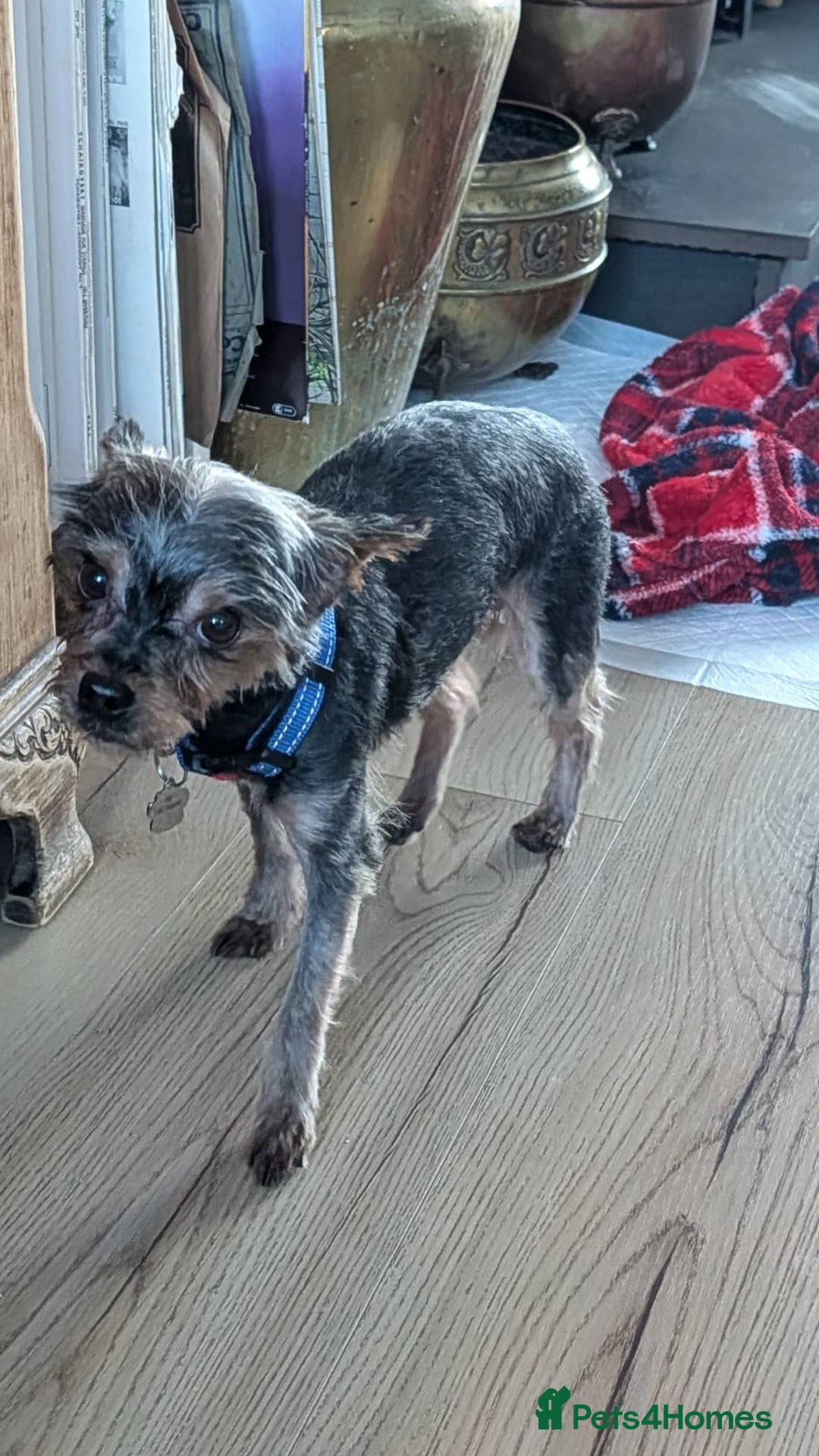 Yorkshire Terrier dogs for sale: Yorkshire terrier 6 years old - Advert 6