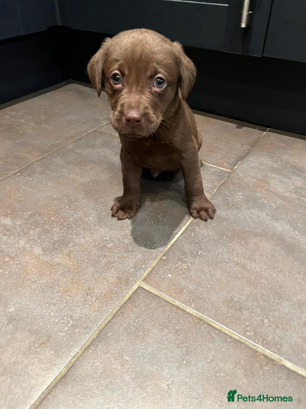 Labrador Retriever dogs for sale: 1 Boy Available Chocolate Labrador Puppy  - Advert 13