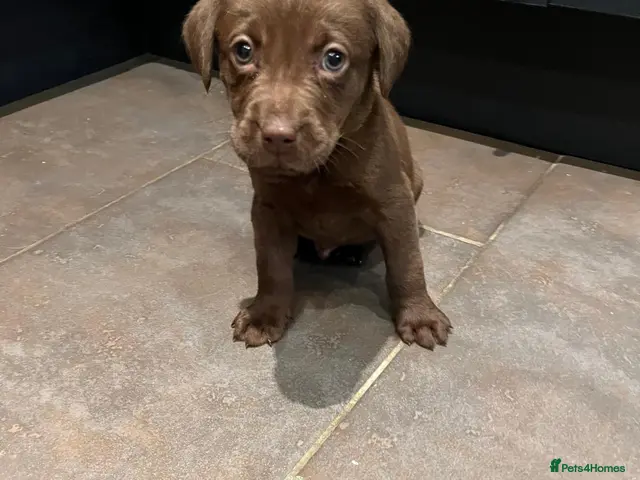 Labrador Retriever dogs for sale: 1 Boy Available Chocolate Labrador Puppy - Advert 6