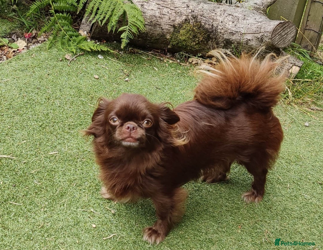 Chihuahua dogs for sale: Beautiful Chocolate Chihuahua Girls  - Advert 21